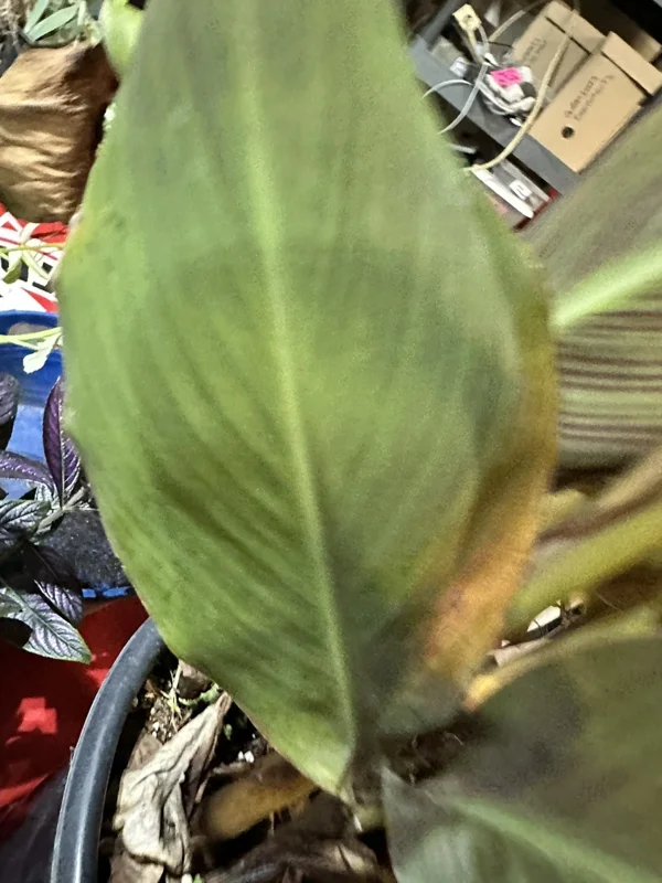 Canna Lily Wyoming Orange Flower Bulbs - 3 Pack, Live Plant, Purple Variegated Leaves - Image 11