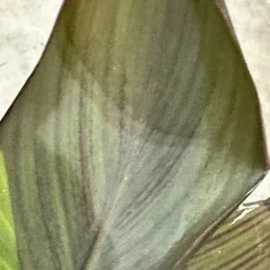 Canna Lily Wyoming Orange Flower Bulbs - 3 Pack, Live Plant, Purple Variegated Leaves - Image 2