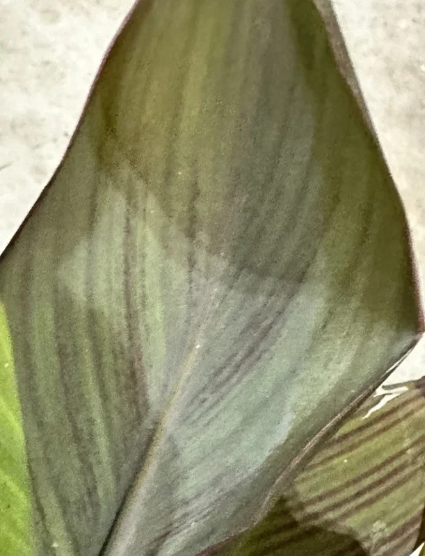 Canna Lily Wyoming Orange Flower Bulbs - 3 Pack, Live Plant, Purple Variegated Leaves - Image 2