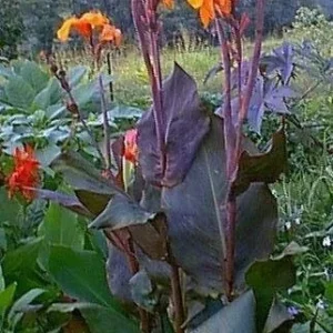 Canna Lily Wyoming Orange Flower Bulbs - 3 Pack, Live Plant, Purple Variegated Leaves - Image 5