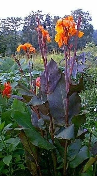 Canna Lily Wyoming Orange Flower Bulbs - 3 Pack, Live Plant, Purple Variegated Leaves - Image 5