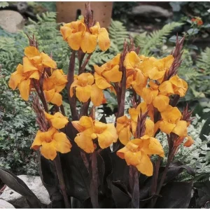 Canna Lily Wyoming Orange Flower Bulbs - 3 Pack, Live Plant, Purple Variegated Leaves - Image 6