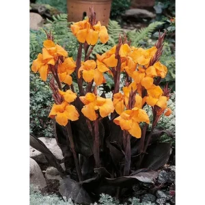 Canna Lily Wyoming Orange Flower Bulbs - 3 Pack, Live Plant, Purple Variegated Leaves - Image 7