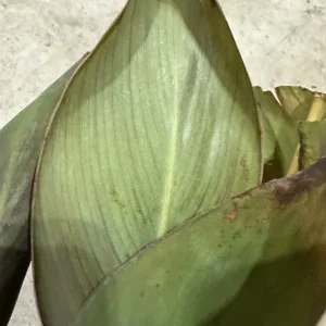Canna Lily Wyoming Orange Flower Bulbs - 3 Pack, Live Plant, Purple Variegated Leaves - Image 9