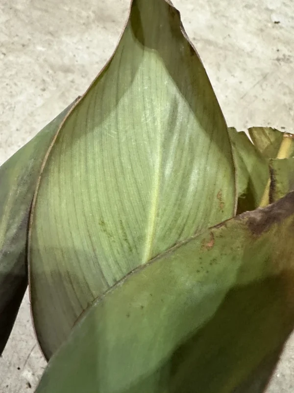 Canna Lily Wyoming Orange Flower Bulbs - 3 Pack, Live Plant, Purple Variegated Leaves - Image 9