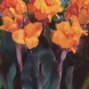 Canna Lily Wyoming Orange Flower Bulbs - 3 Pack, Live Plant, Purple Variegated Leaves - Image 1