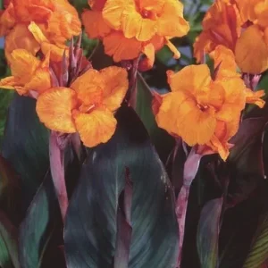 Canna Lily Wyoming Orange Flower Bulbs - 3 Pack, Live Plant, Purple Variegated Leaves - Image 1