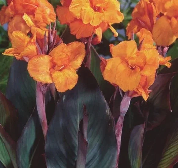 Canna Lily Wyoming Orange Flower Bulbs - 3 Pack, Live Plant, Purple Variegated Leaves - Image 1
