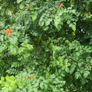 Cape Honeysuckle Live Plant – Tecoma capensis – Attracts Butterflies & Hummingbirds - Image 3