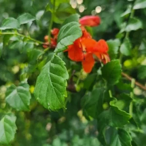 Cape Honeysuckle Live Plant – Tecoma capensis – Attracts Butterflies & Hummingbirds - Image 4