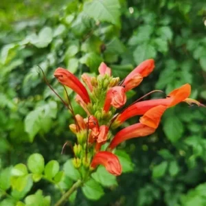 Cape Honeysuckle Live Plant – Tecoma capensis – Attracts Butterflies & Hummingbirds - Image 1