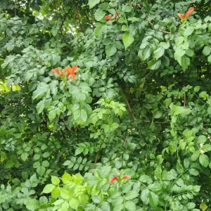 Cape Honeysuckle Live Plant – Tecomaria Capensis – Attracts Butterflies & Hummingbirds - Image 2
