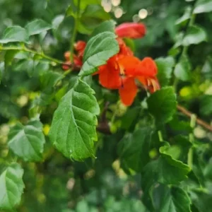 Cape Honeysuckle Live Plant – Tecomaria Capensis – Attracts Butterflies & Hummingbirds - Image 3