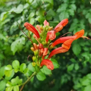 Cape Honeysuckle Live Plant – Tecomaria Capensis – Attracts Butterflies & Hummingbirds - Image 4