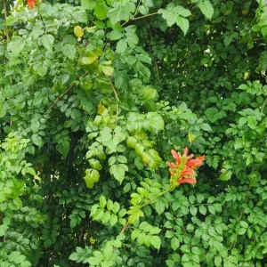 Cape Honeysuckle Live Plant – Tecomaria Capensis – Attracts Butterflies & Hummingbirds - Image 5