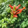 Cape Honeysuckle Live Plant – Tecomaria Capensis – Attracts Butterflies & Hummingbirds - Image 1