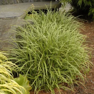 Carex 'Ice Dance' Variegated Sedge Grass Live Plant – Shade Perennial - Image 2