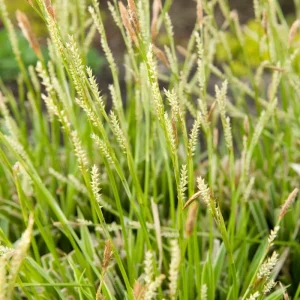 Carex 'Ice Dance' Variegated Sedge Grass Live Plant – Shade Perennial - Image 3