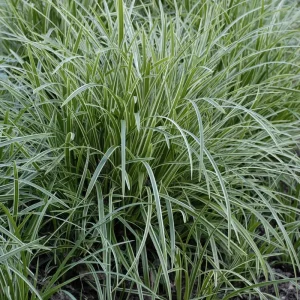 Carex 'Ice Dance' Variegated Sedge Grass Live Plant – Shade Perennial - Image 4