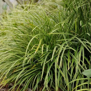 Carex 'Ice Dance' Variegated Sedge Grass Live Plant – Shade Perennial - Image 5