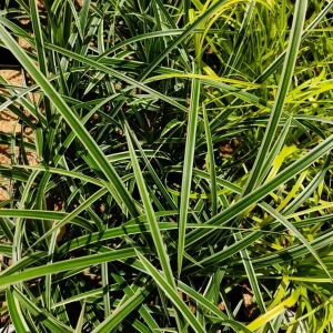 Carex 'Ice Dance' Variegated Sedge Grass Live Plant – Shade Perennial - Image 6