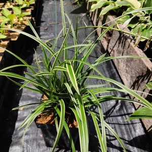 Carex 'Ice Dance' Variegated Sedge Grass Live Plant – Shade Perennial - Image 7
