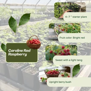 Caroline Red Raspberry Live Plant 4-7