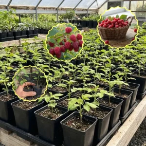 Caroline Red Raspberry Live Plant 4-7