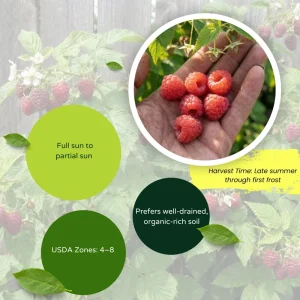 Caroline Red Raspberry Live Plant 4-7
