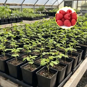 Caroline Red Raspberry Live Plant 4-7