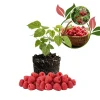 Caroline Red Raspberry Live Plant 4-7" Tall – Everbearing Sweet Berry Bush - Image 1