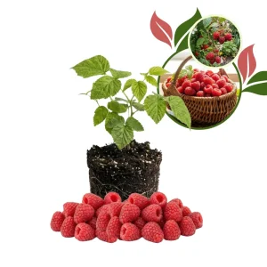 Caroline Red Raspberry Live Plant 4-7