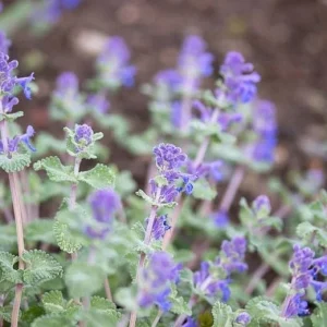 Catmint Nepeta Live Plant – 1 Gallon Perennial – Outdoor Garden - Image 2