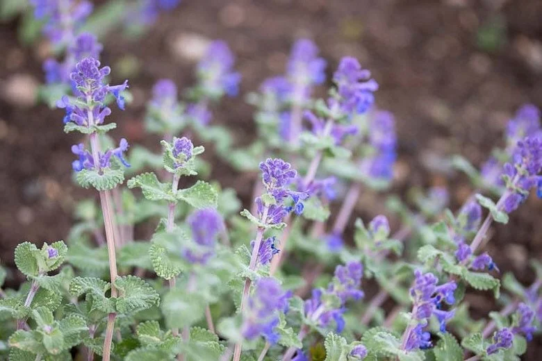 Catmint Nepeta Live Plant – 1 Gallon Perennial – Outdoor Garden - Image 2