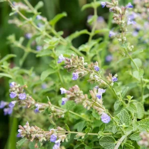 Catmint Nepeta Live Plant – 1 Gallon Perennial – Outdoor Garden - Image 3