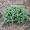Catmint Nepeta Live Plant – 1 Gallon Perennial – Outdoor Garden - Image 1