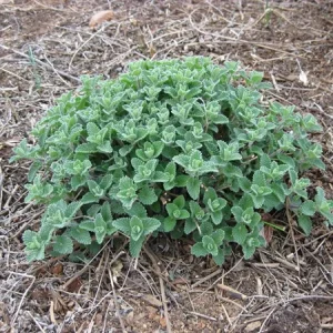 Catmint Nepeta Live Plant – 1 Gallon Perennial – Outdoor Garden - Image 1