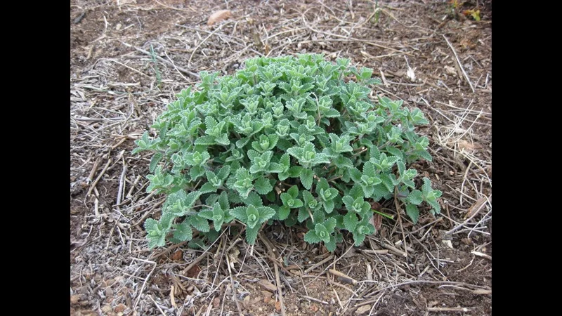 Catmint Nepeta Live Plant – 1 Gallon Perennial – Outdoor Garden - Image 1