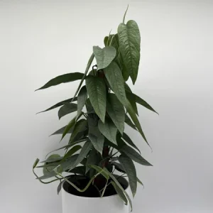 Cebu Blue Pothos Live Plant - 6" Pot Totem Pole - Easy Care Indoor Vine - Image 2