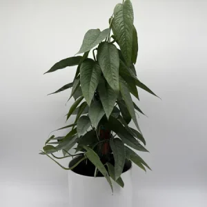 Cebu Blue Pothos Live Plant - 6