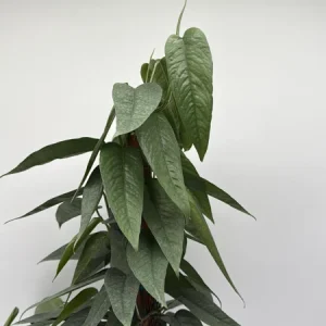 Cebu Blue Pothos Live Plant - 6