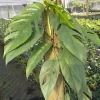 Cebu Blue Pothos Live Plant - 6" Pot Totem Pole - Easy Care Indoor Vine - Image 1