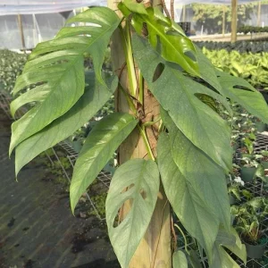 Cebu Blue Pothos Live Plant - 6" Pot Totem Pole - Easy Care Indoor Vine - Image 1