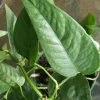 Cebu Blue Pothos Live Plant - Epipremnum Pinnatum - Easy Care Indoor Houseplant - Image 1