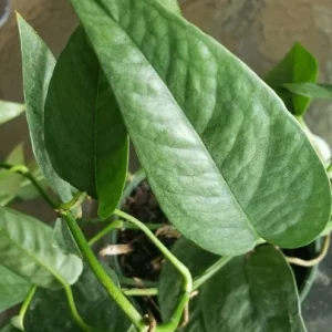 Cebu Blue Pothos Live Plant - Epipremnum Pinnatum - Easy Care Indoor Houseplant - Image 1