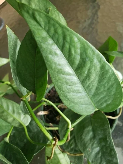 Cebu Blue Pothos Live Plant - Epipremnum Pinnatum - Easy Care Indoor Houseplant - Image 1