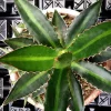 Center Stripe Agave Splendida Live Plant - Agave Lophantha - Striking Foliage - Image 1