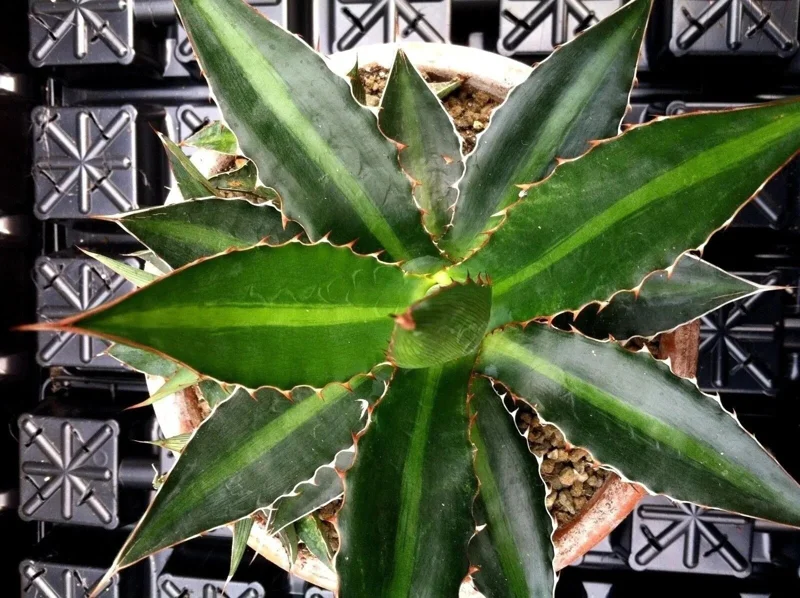 Center Stripe Agave Splendida Live Plant - Agave Lophantha - Striking Foliage - Image 1