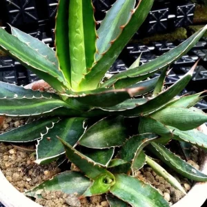 Center Stripe Agave Splendida Live Plant - Agave Lophantha - Striking Foliage - Image 2