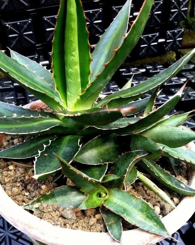 Center Stripe Agave Splendida Live Plant - Agave Lophantha - Striking Foliage - Image 2